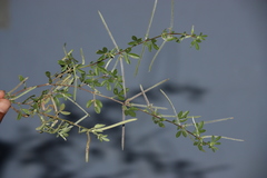 Rothia indica